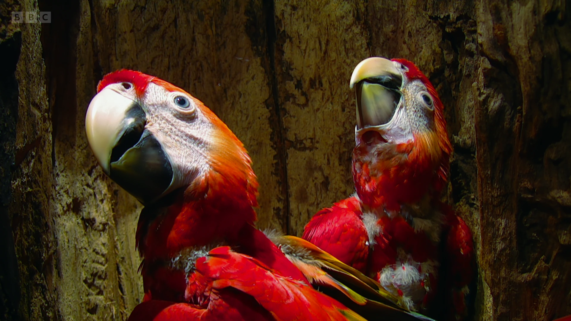 South American scarlet macaw (Ara macao macao) as shown in Seven Worlds, One Planet - South America